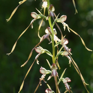 Himontoglossum affine